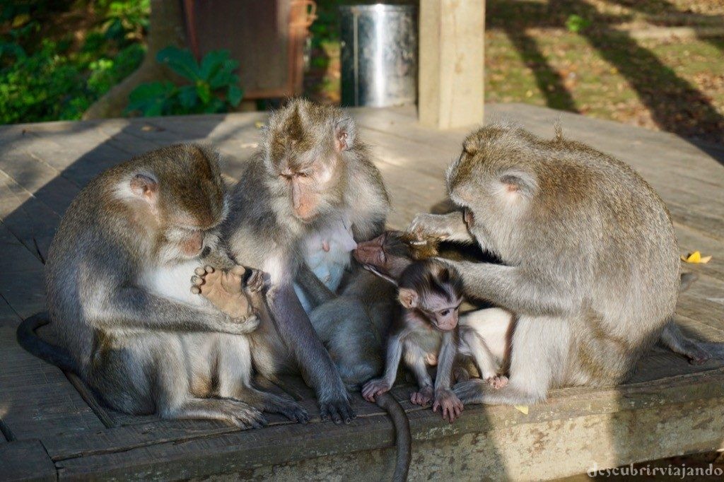 Familia monos Ubud Monkey Forest