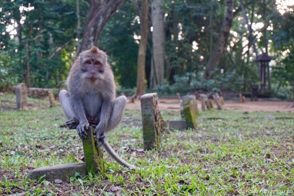 Mono en cementerio Ubud Monkey Forest